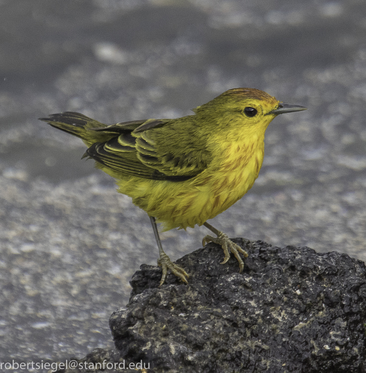 galapagos